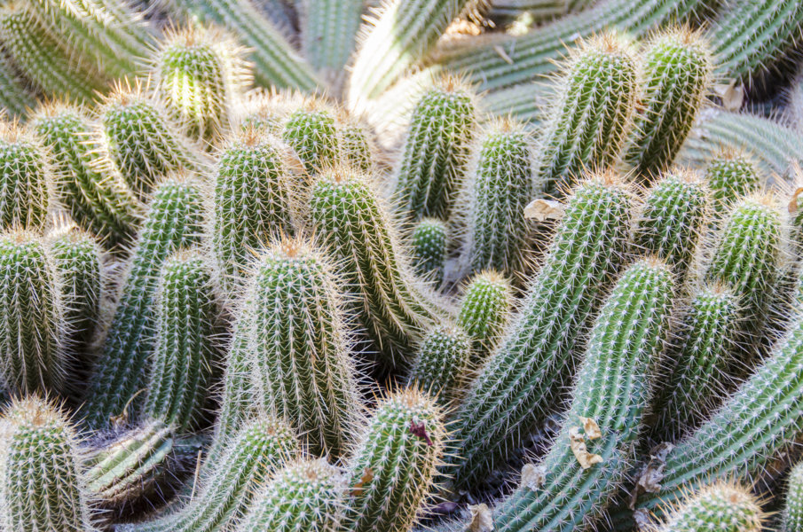 Cactus - Marrakech - Marruecos 3